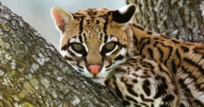 ocelot jigsaw puzzle