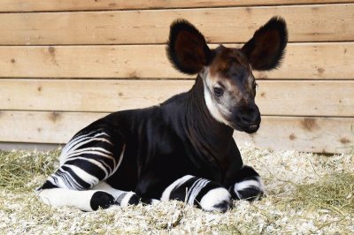 okapi jigsaw puzzle