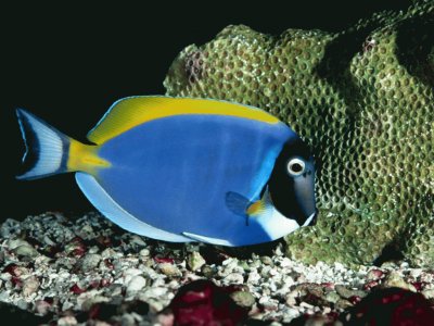 pesce chirurgo jigsaw puzzle