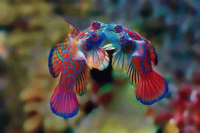 pesce mandarino jigsaw puzzle