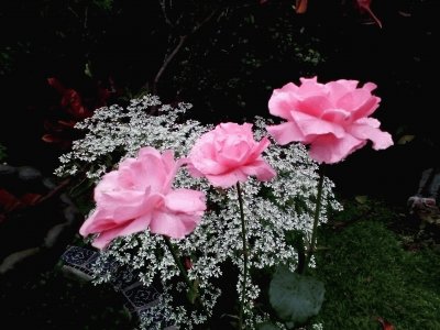 Rosas Flores