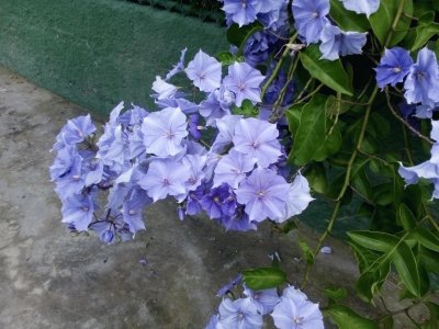 Lilas Flores jigsaw puzzle