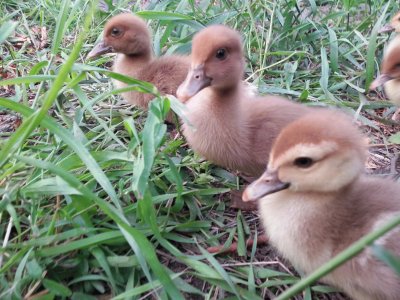 פאזל של Ducklings