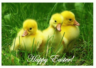פאזל של Easter Ducklings