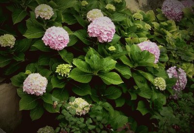 hortensias jigsaw puzzle