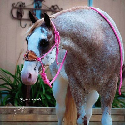 Cavalos 49