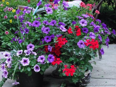 Gorgeous Petunias and Geraniums