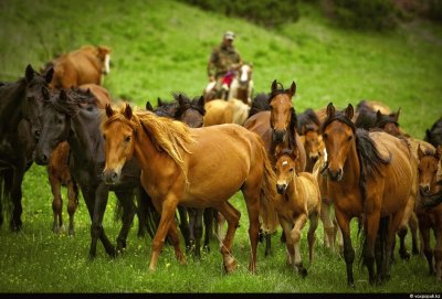 Caballos