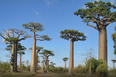 פאזל של Madagascar