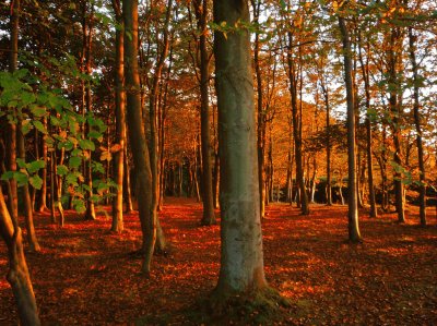 bosco rosso jigsaw puzzle