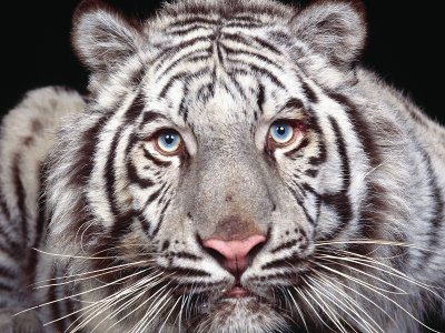פאזל של amazing tiger