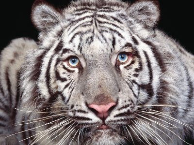 amazing tiger jigsaw puzzle