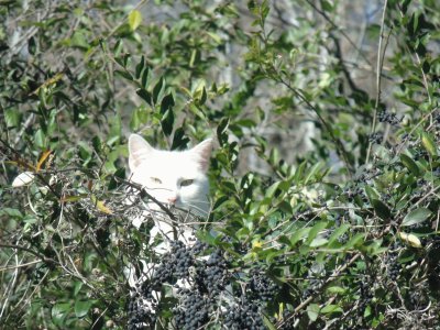 White cat in the bush