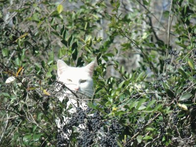 White cat in the bush jigsaw puzzle