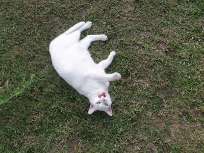 White Kitty jigsaw puzzle