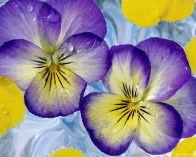 Pansy 's