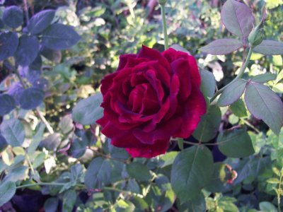 rosa
