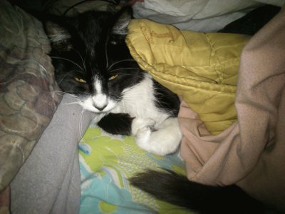 פאזל של Cat in bed