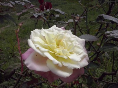 rosa