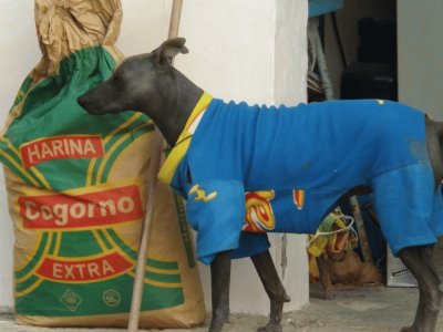 Perro de Pimentel