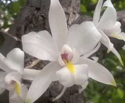 פאזל של ORQUIDEA