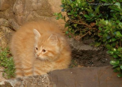 Stray Kitten
