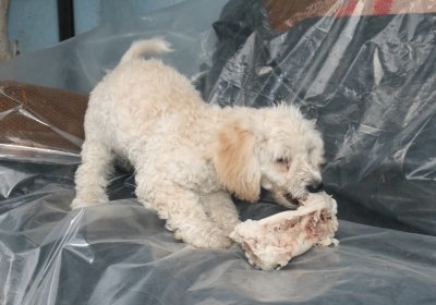 copito