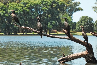 neotropic cormorant