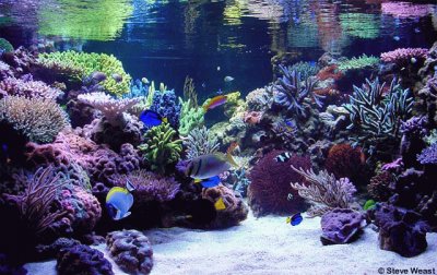 פאזל של Salt Water Aquarium