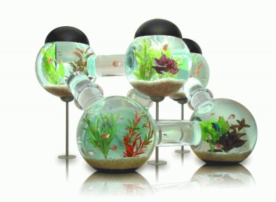 Unique Labyrinth Aquarium