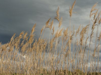 Natura - Marina D 'Alberese