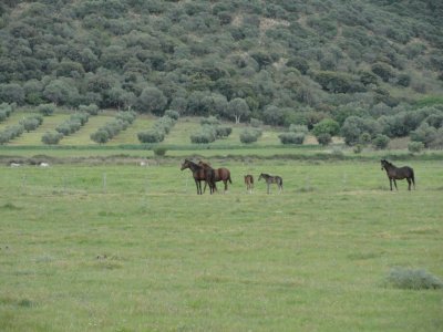 פאזל של Cavalli al pascolo - Marina D 'Alberese