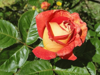 Rosa