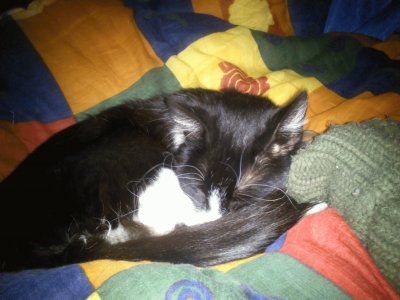 sleeping cat 2 jigsaw puzzle