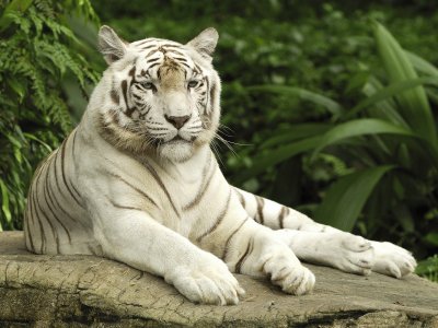פאזל של white tiger