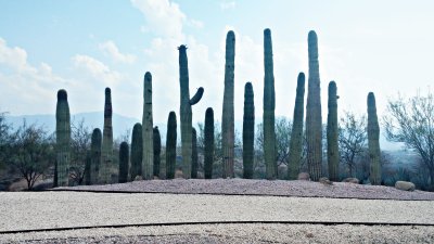 Jardines de MÃ©xico 8