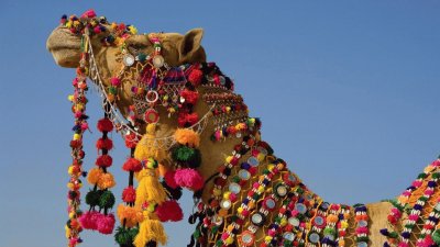 פאזל של Rajasthani camel in India
