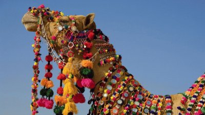 Rajasthani camel in India