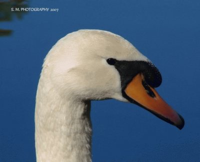 פאזל של Swan Portrait