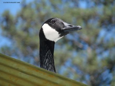 Goose jigsaw puzzle