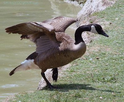 Goose jigsaw puzzle