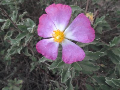 Flower at Golden Gate Park, San Francisco, CA