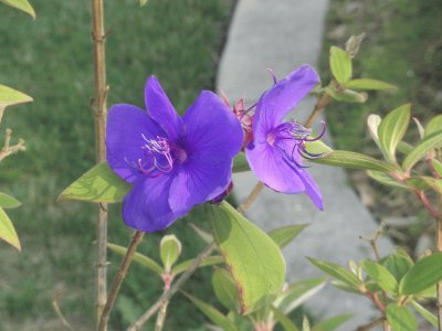 פאזל של Flower at Golden Gate Park, San Francisco, CA