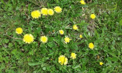 Fleurs jaune jigsaw puzzle