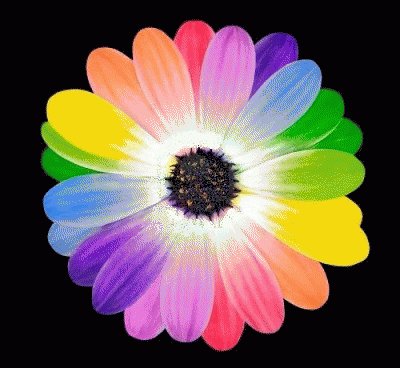 lily6