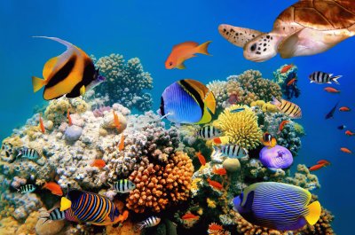 fundo do mar Hawai jigsaw puzzle