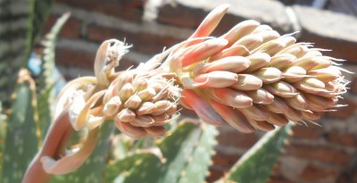 Aloe vera jigsaw puzzle