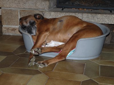 boxer dans le panier de la teckel