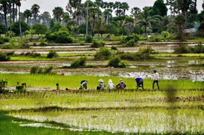 Rice farmers, Cambodia