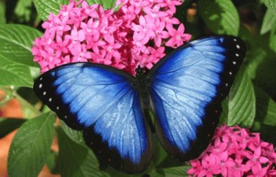 פאזל של Flores e borboletas